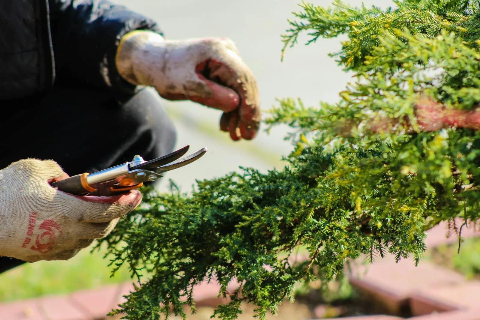 Gloved hands pruning a juniper shrub with shears