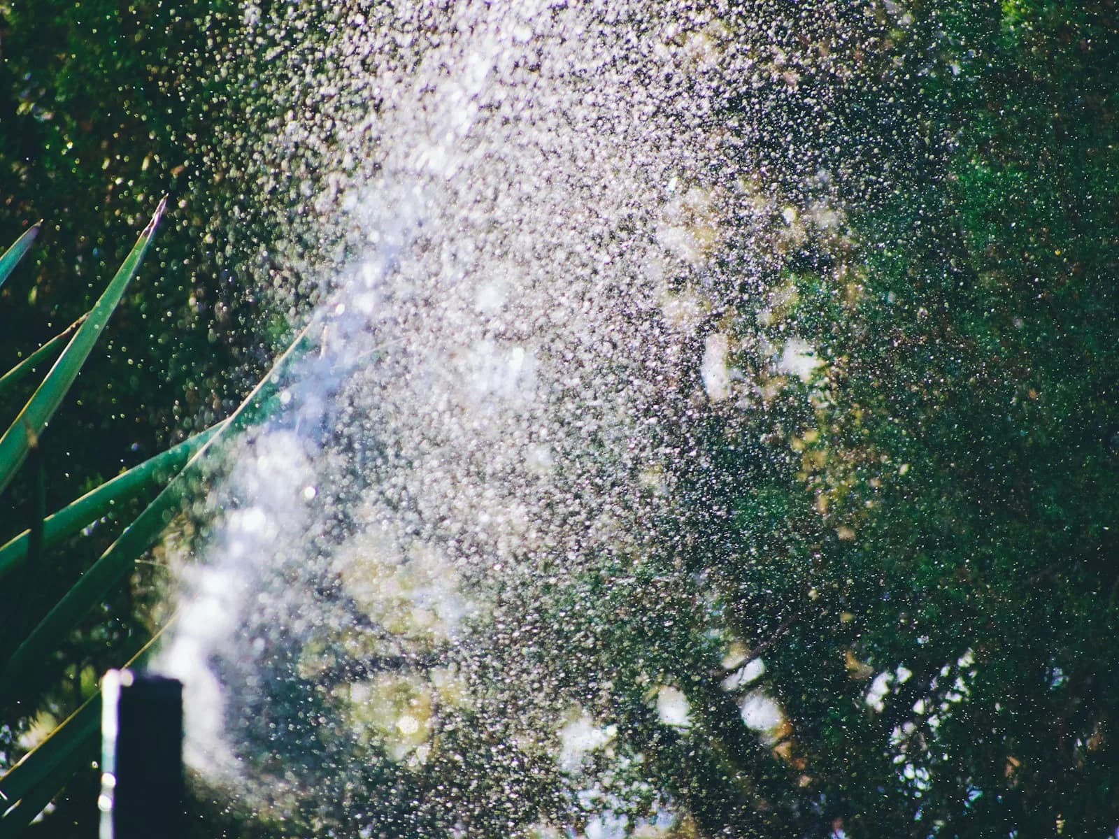 Close-up of water spraying from a sprinkler among green foliage